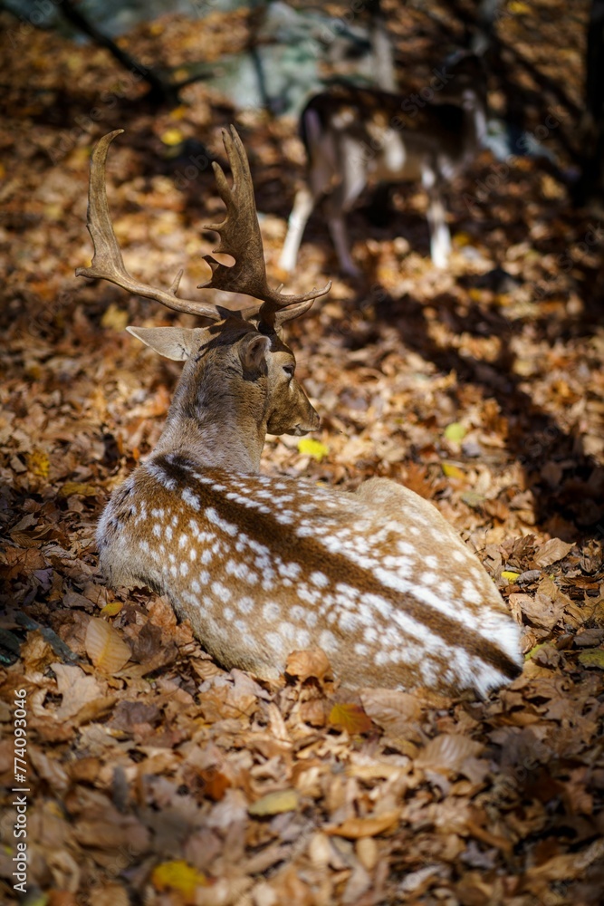 Vertical shot of a deer sitting on a ground full of leaves in sunlight
