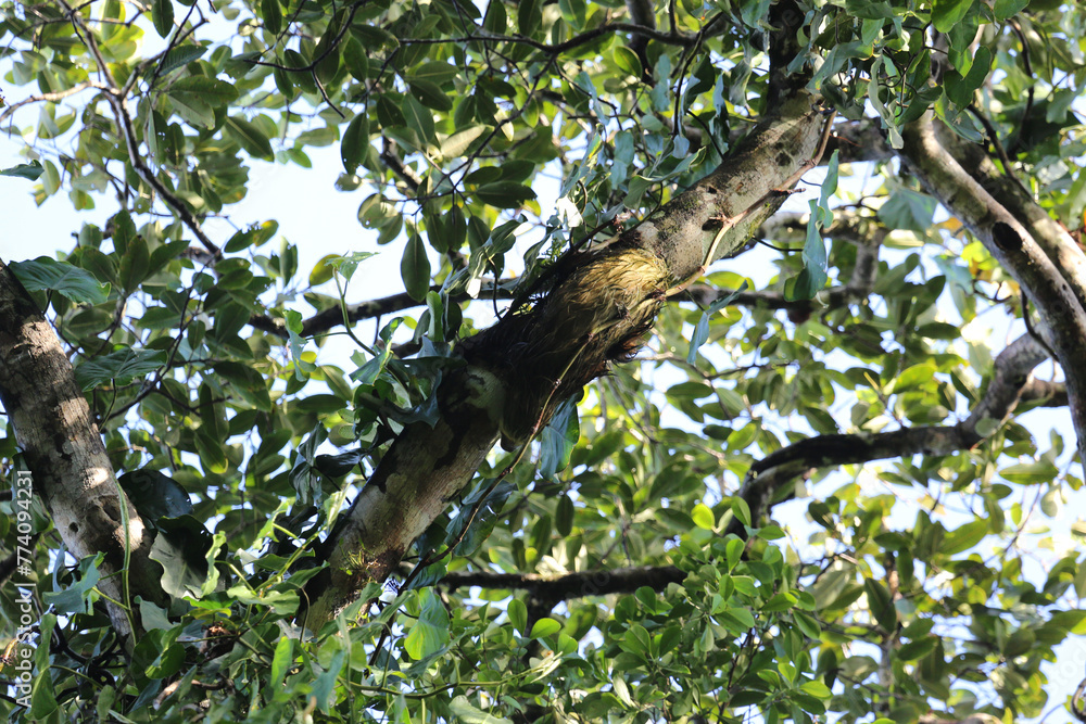 Sloth climbs tree in Costa Rica Sloth climbs tree in Costa Rica
