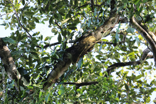 Sloth climbs tree in Costa Rica photo