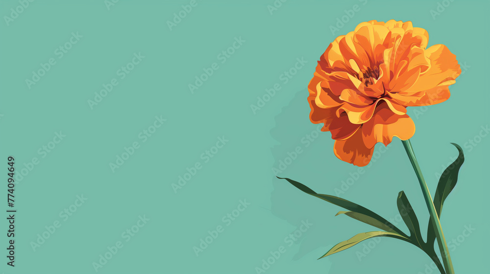 Marigold Flower on Mint Green Background Marigold Flower on Mint Green Background