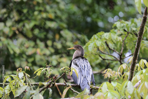 Anhinga in Tortuguero National Park, Costa Rica photo