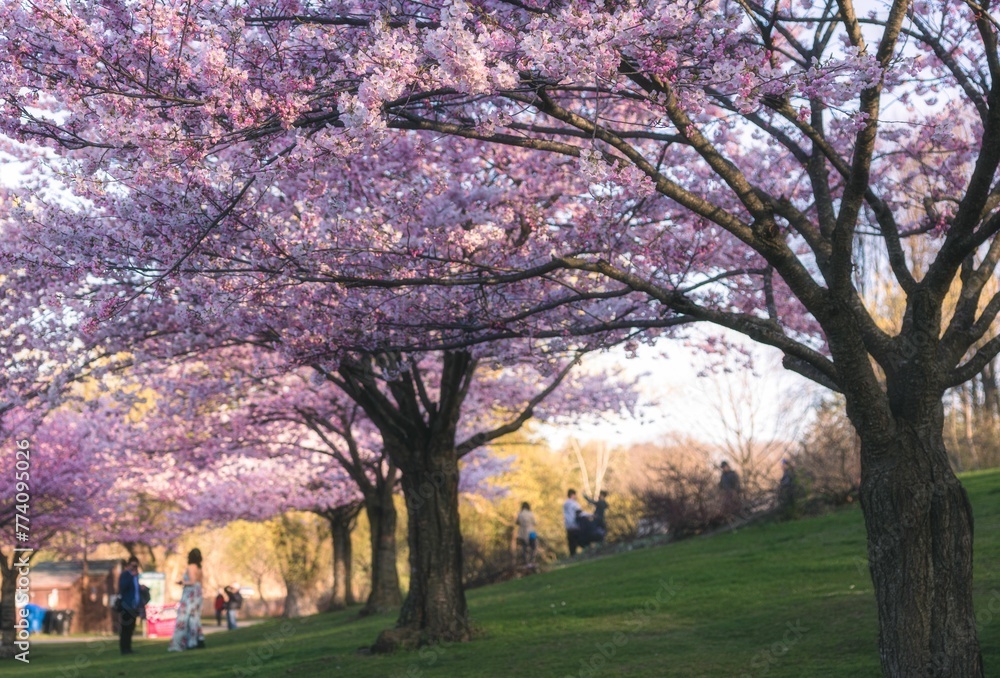 Fototapeta premium Landscape view of the cherry blossoms in the High Park. Toronto