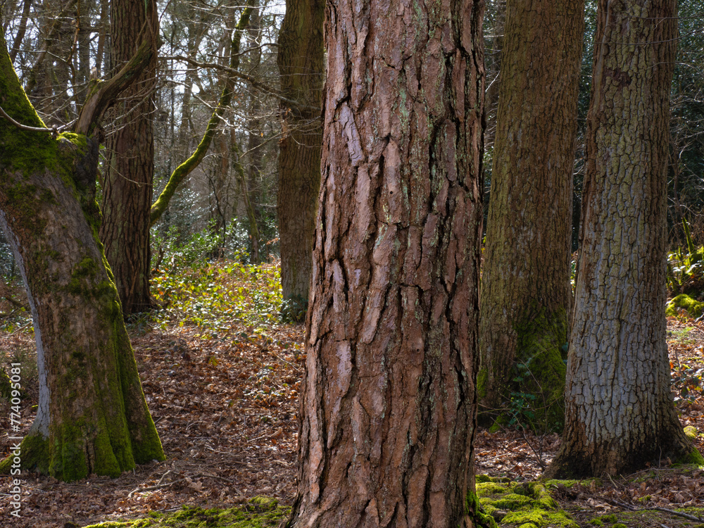 Tree Trunks in Woodland Tree Trunks in Woodland