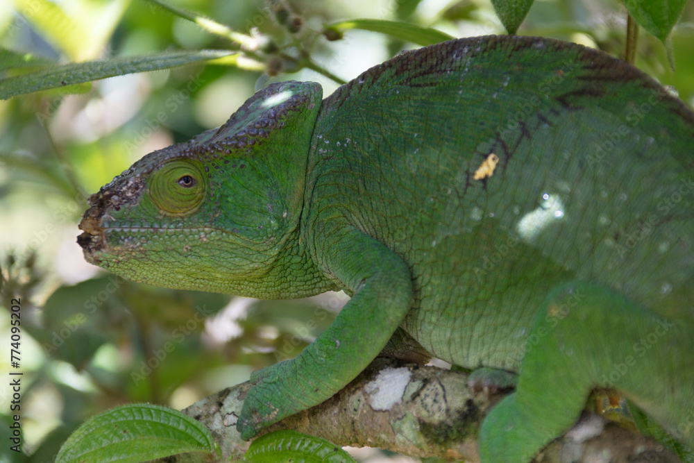 Fototapeta premium Madagascar chameleon close up
