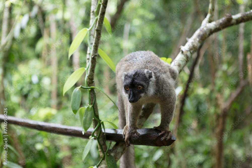 Naklejka premium Madagascar crowned lemur close up