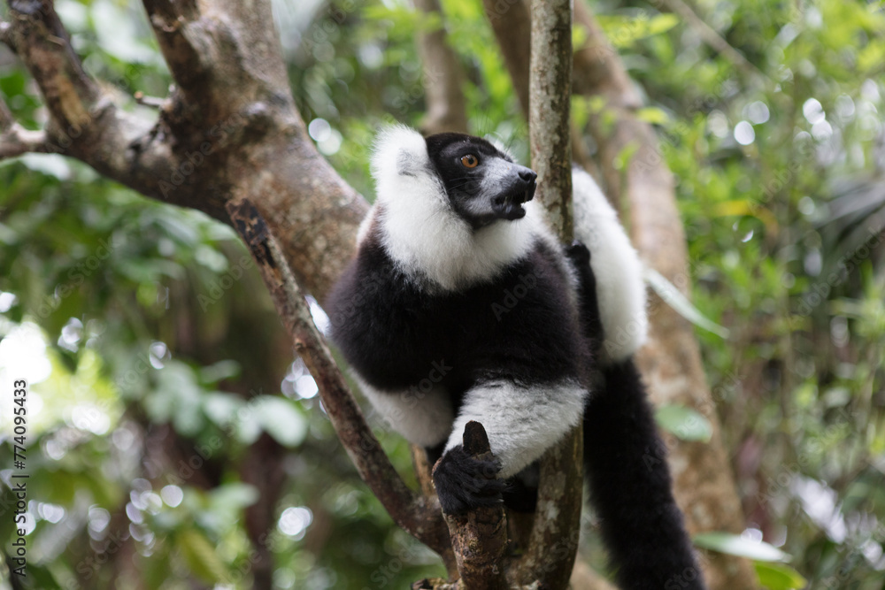 Obraz premium Madagascar vari lemur close up