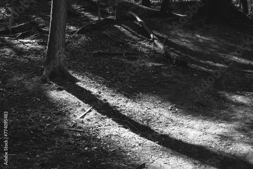 Grayscale shot of the Rouge National Urban Park photo