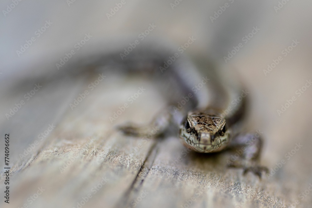 Closeup of Podarcis muralis, common wall lizard on a wooden surface. Closeup of Podarcis muralis, common wall lizard on a wooden surface.