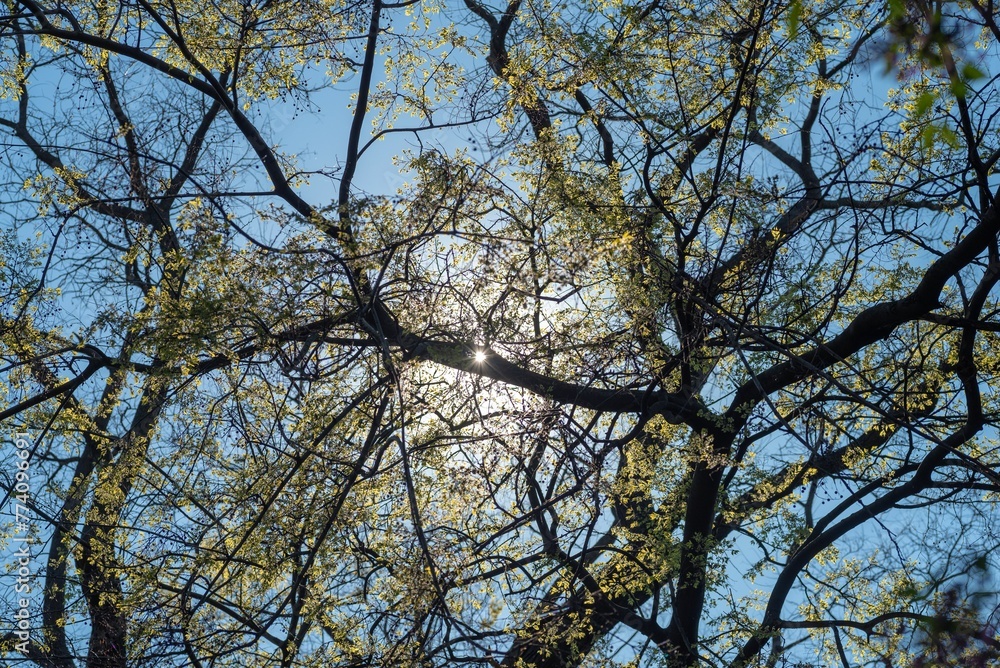 Low angle shot of tree branches with yellow leaves under the shining sun and blue sky Low angle shot of tree branches with yellow leaves under the shining sun and blue sky