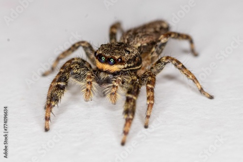 Macro shot of a jumping spider isolated on a white surface