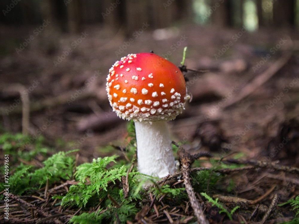Horizontal closeup shot of a red mushroom with a white leg in the on wet ground with green grass Horizontal closeup shot of a red mushroom with a white leg in the on wet ground with green grass