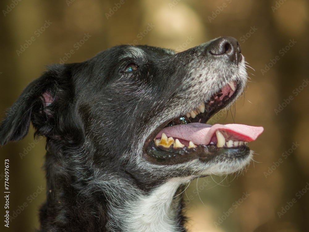 Closeup selective-focus shot of a black dog with an open mouse and a tongue out of it Closeup selective-focus shot of a black dog with an open mouse and a tongue out of it