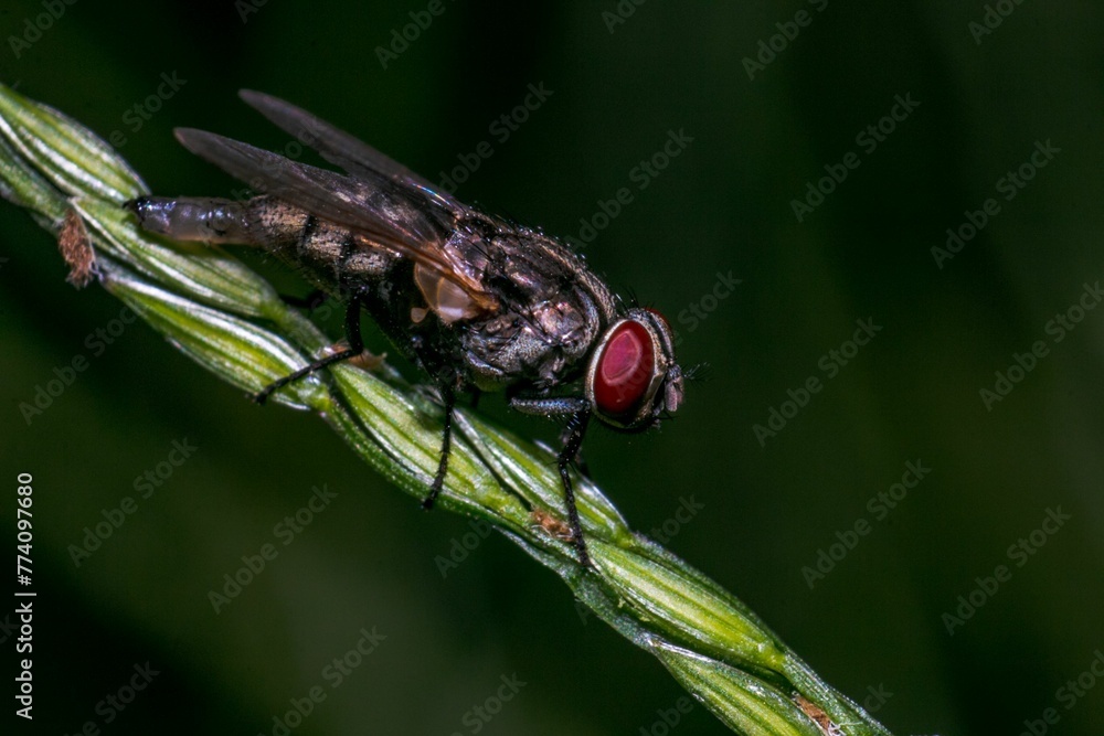 Close-up of a housefly (Musca domestica) sitting on a plant's stem on a blurry background Close-up of a housefly (Musca domestica) sitting on a plant's stem on a blurry background