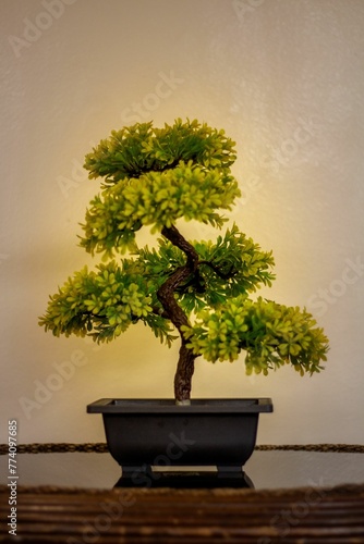 Vertical shot of a Japanese Bonsai plant in a pot and placed  on the table
