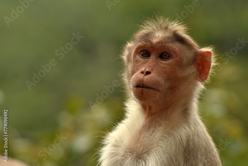 Closeup of a bonnet macaque  Macaca radiata  against blurred background in Karnataka  India