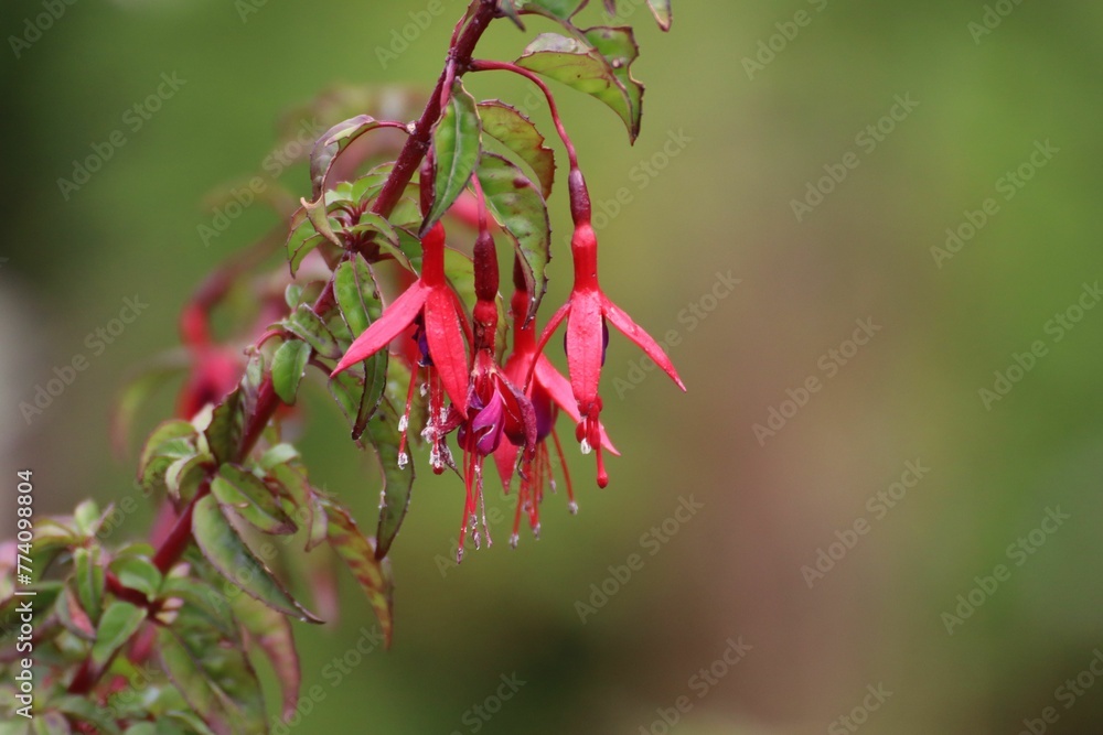 Closeup of Fuchsia magellanica, commonly known as the hummingbird fuchsia. Closeup of Fuchsia magellanica, commonly known as the hummingbird fuchsia.