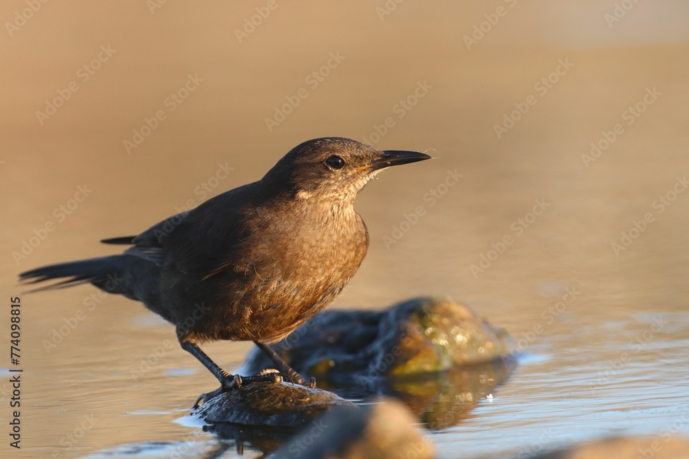 Closeup of a blackish cinclodes, Cinclodes antarcticus. Closeup of a blackish cinclodes, Cinclodes antarcticus.
