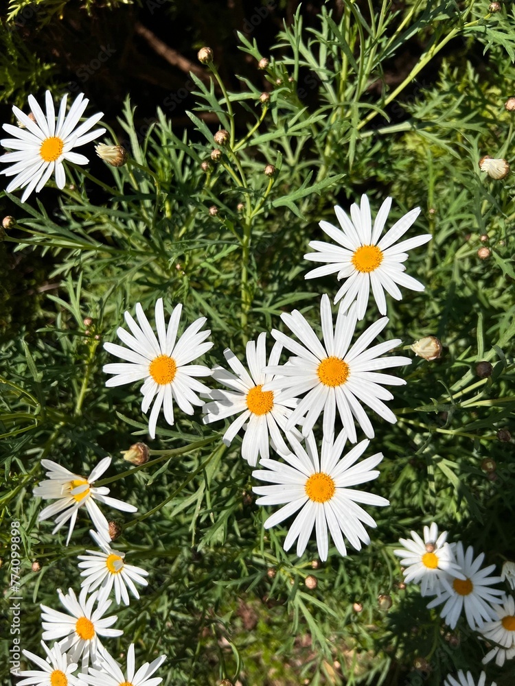 Vertical shot of white Common daisy flowers in the garden - beautiful floral wallpaper Vertical shot of white Common daisy flowers in the garden - beautiful floral wallpaper