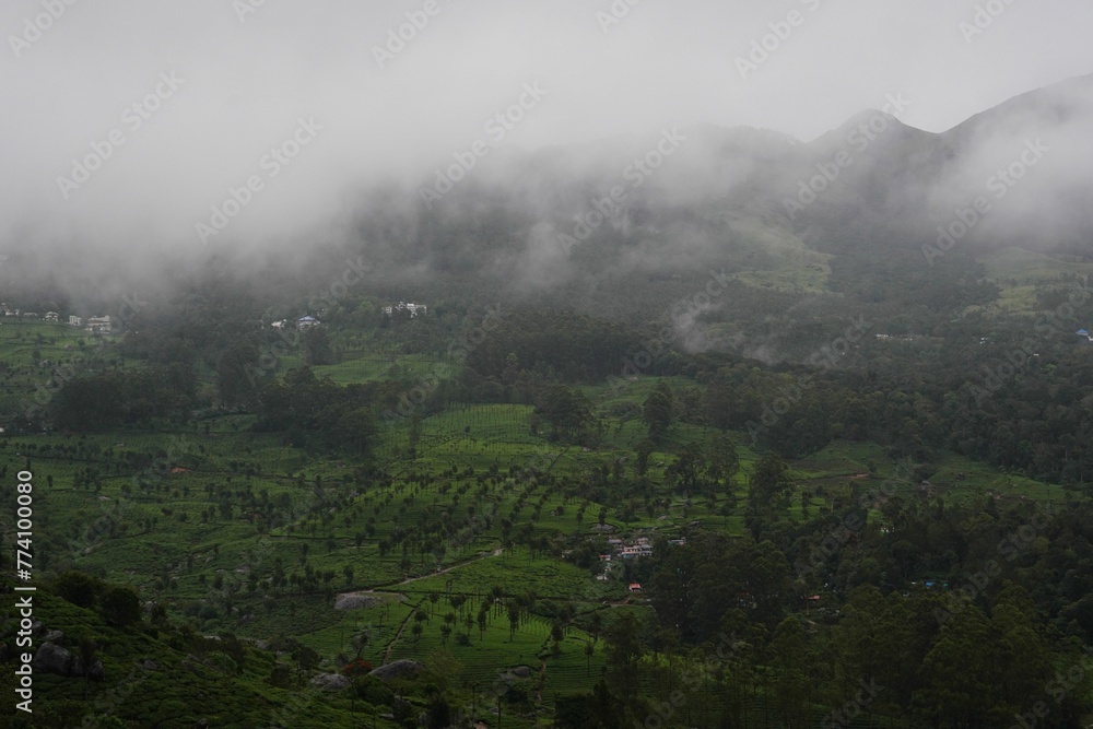 Lush tea plantation with a mountain in the background and mist rising from clouds Lush tea plantation with a mountain in the background and mist rising from clouds