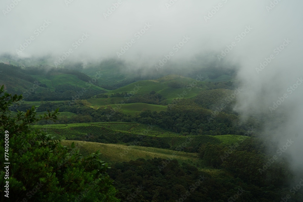 Lush tea plantation with a mountain in the background and mist rising from clouds