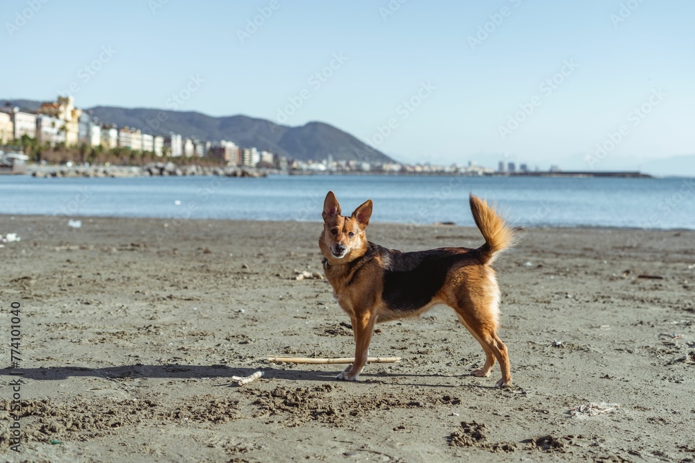 Cute dog standing on the beach with seascape view in the background Cute dog standing on the beach with seascape view in the background