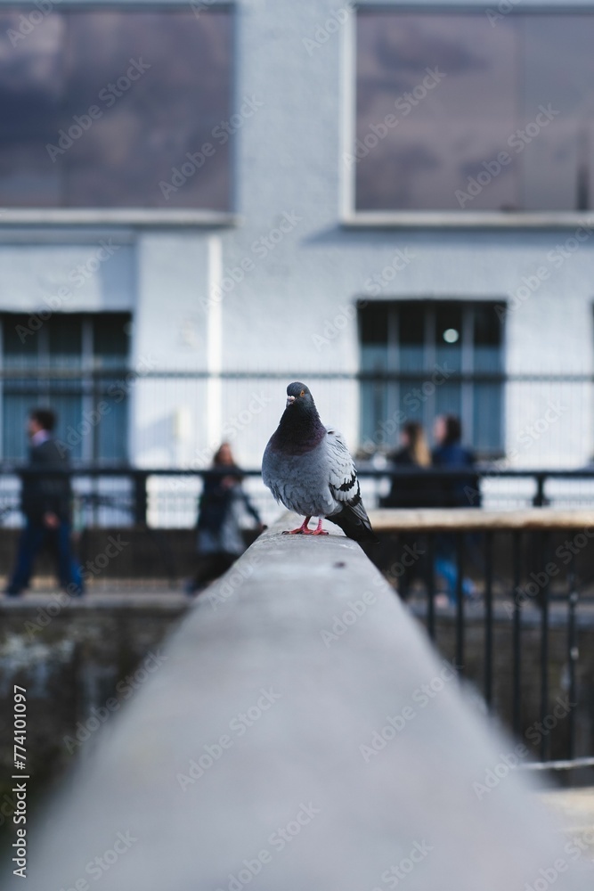 Vertical shot of a Feral pigeon perched on railings in London Vertical shot of a Feral pigeon perched on railings in London