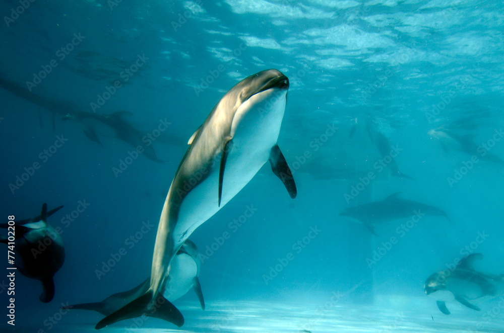 Obraz premium イルカ