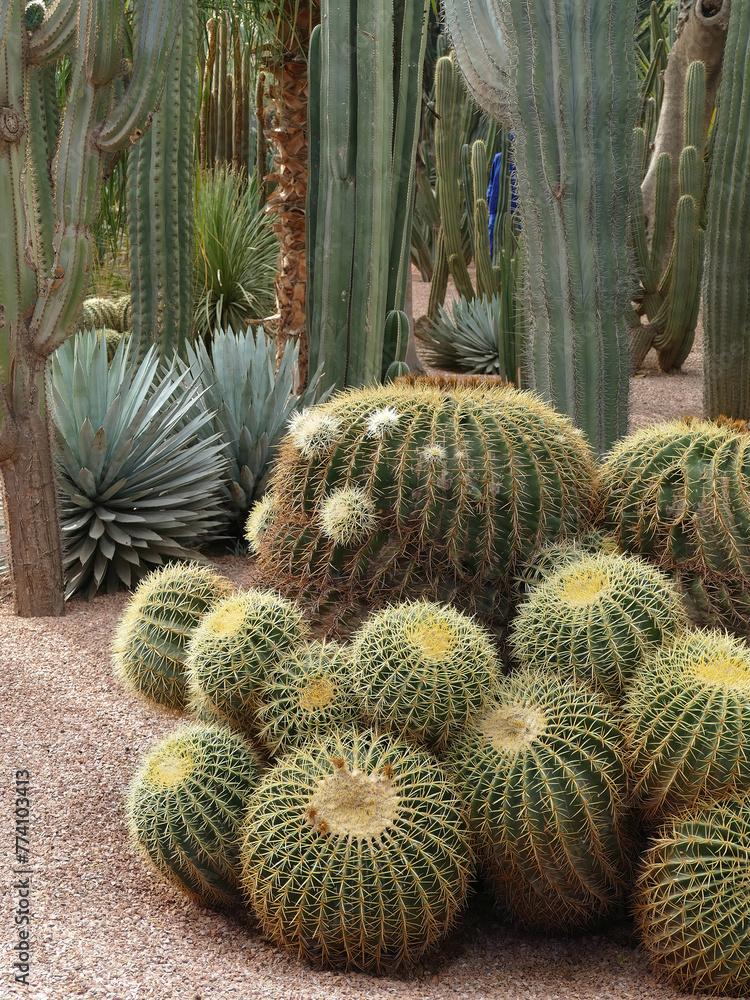 Barrel cactus at the Jardin Majorelle botanical garden in Marrakech, Morocco Barrel cactus at the Jardin Majorelle botanical garden in Marrakech, Morocco