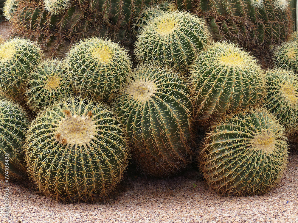 Barrel cactus at the Jardin Majorelle botanical garden in Marrakech, Morocco Barrel cactus at the Jardin Majorelle botanical garden in Marrakech, Morocco