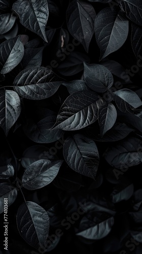 black rose petals background