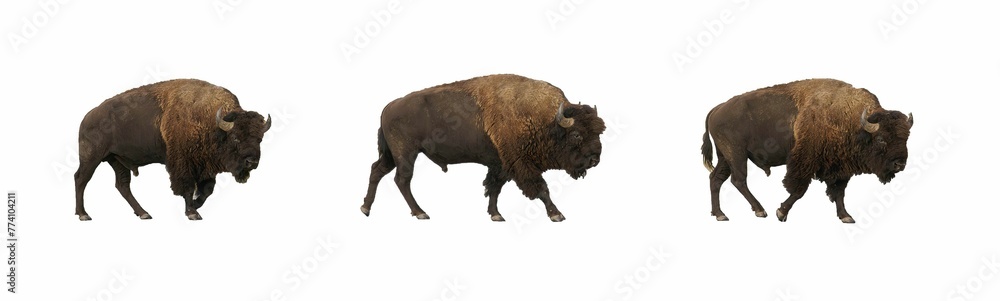 Panoramic shot of three buffalo bulls walking on white background