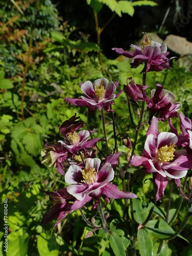 Vertical shot of European columbines blossoming in the garden