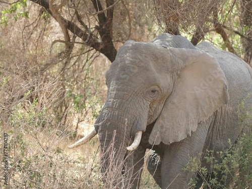 African savannah elephant  Loxodonta africana in Serengeti National park  Tanzania  Africa