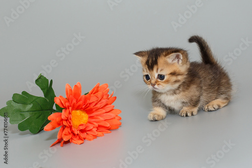 Small Scottish kitten is walking towards a flower