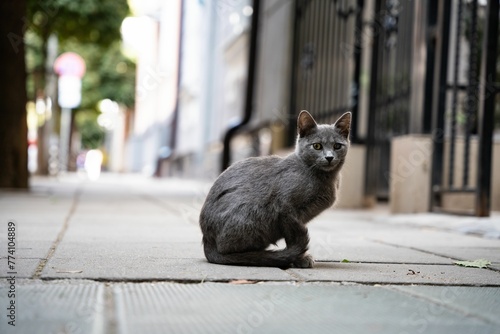 Cute gray stray cat with interesting eyes standing on a pavement