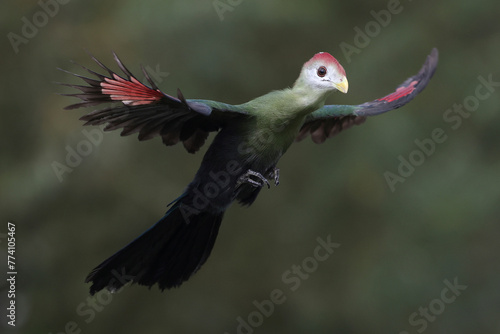 A Red-crested Turaco in flight
