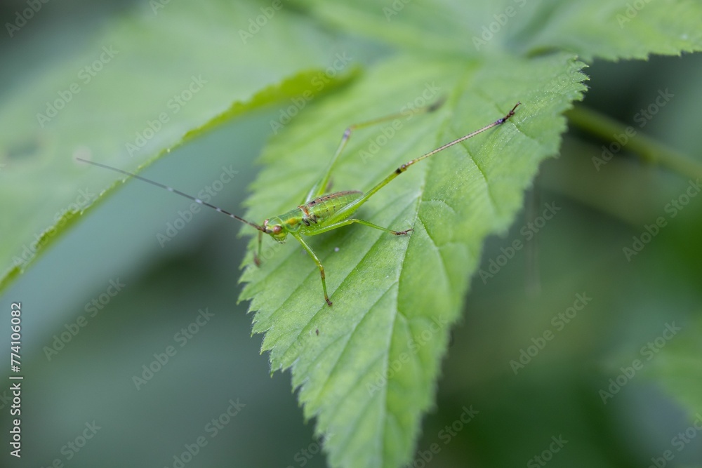 Closeup shot of an insect on the leaves Closeup shot of an insect on the leaves