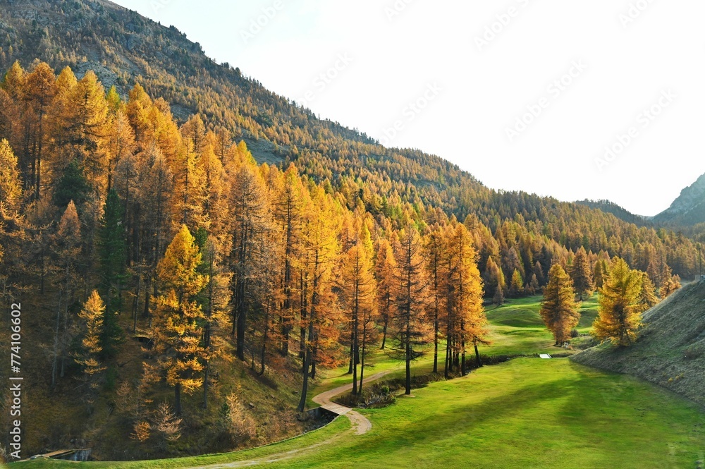 Image of mountains covered by orange pine trees during the autumn.