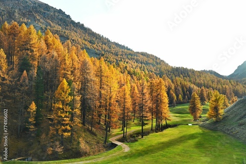 Image of mountains covered by orange pine trees during the autumn.