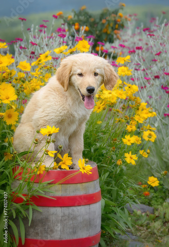 Cute young Golden Retriever dog puppy sitting on an old wooden barrel admist colorful flowers in a garden in summer