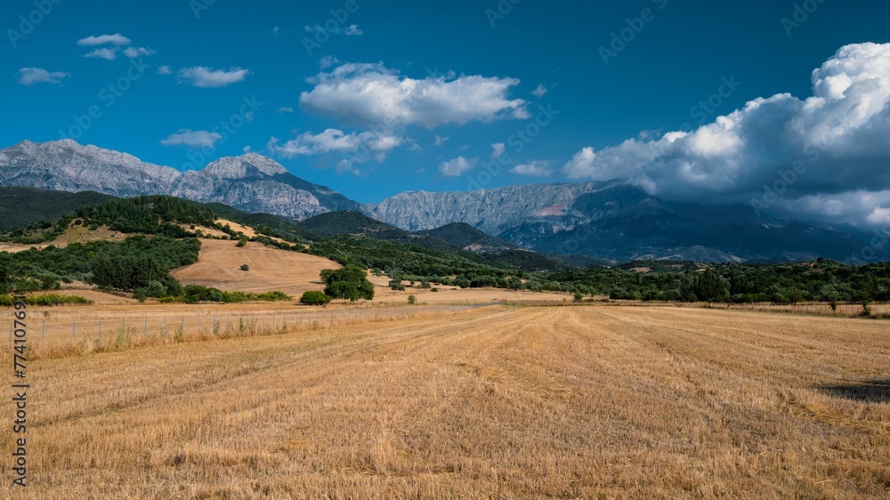 Yellow field with green trees, blue sky, and  Erymanthos mountains in the background in summer