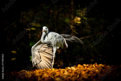 Closeup of a Blue crane standing in sunlight in a forest