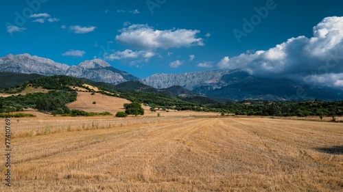 Yellow field with green trees, blue sky, and Erymanthos mountains in the background in summer