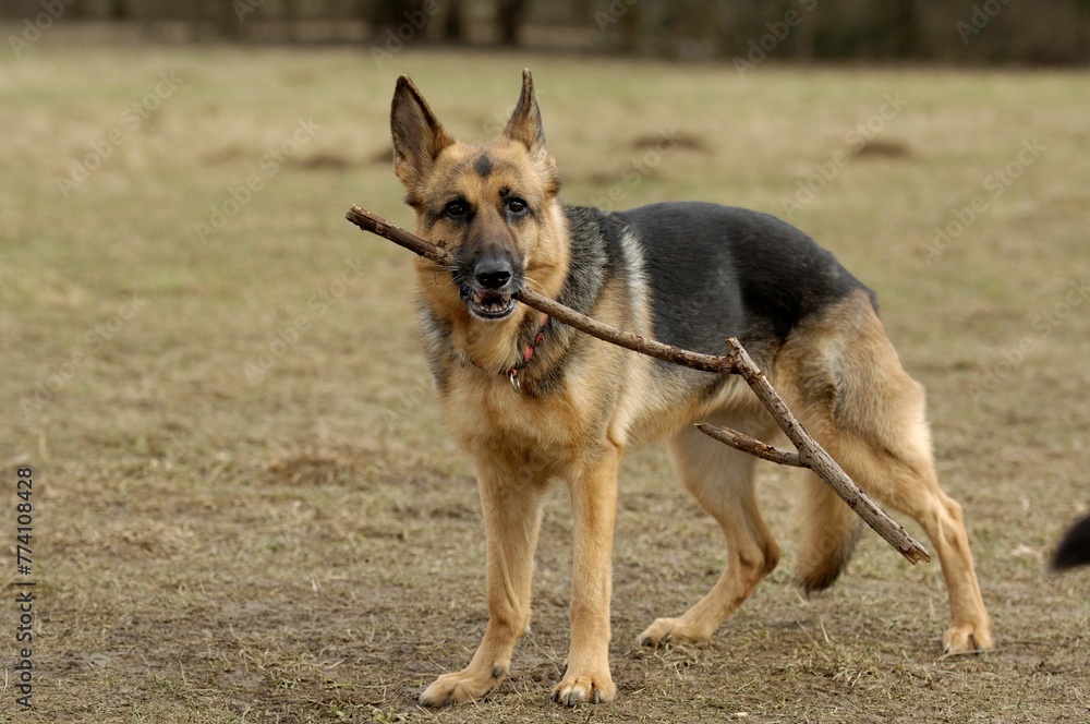 Closeup shot of a German Shepherd holding a stick in its mouth  in a field