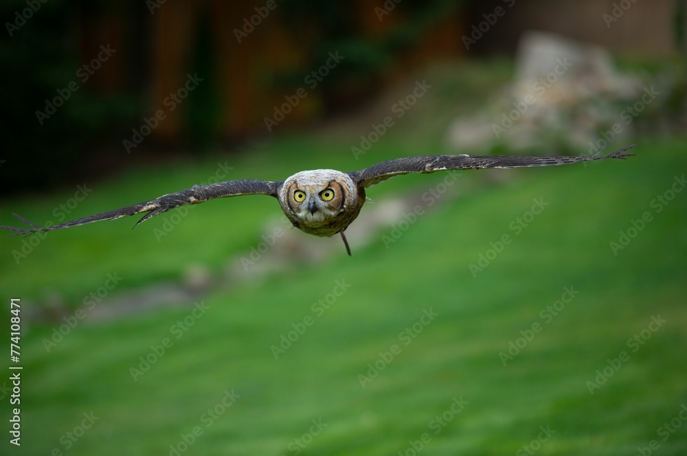 Selective focus of a mesmerizing owl with spread wings midair during flight over green fields Selective focus of a mesmerizing owl with spread wings midair during flight over green fields