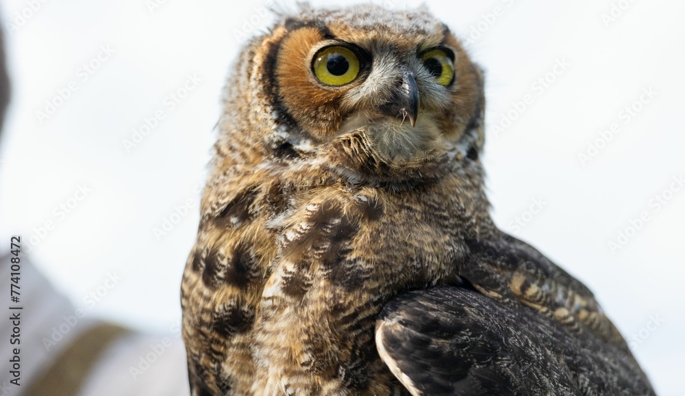 Obraz premium Mesmerizing closeup of a brown owl with big round eyes