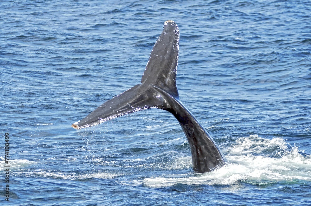 Obraz premium Tail of a dolphin out of the water