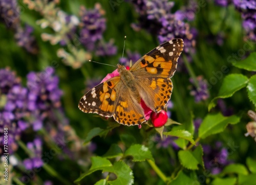 Closeup shot of a Painted lady with orange wings in black and white spots sitting on a flower