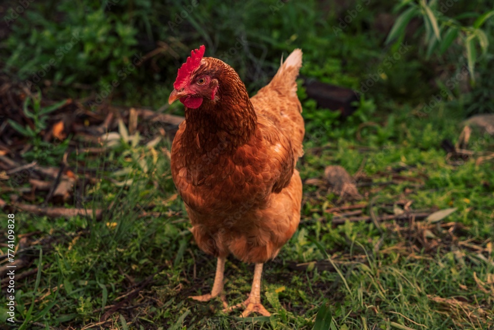 Closeup of a chicken in a park against blurred background