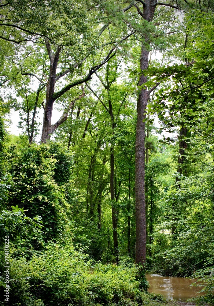 Vertical shot of a forest with tall wooden trees and lush green vegetation in a daylight Vertical shot of a forest with tall wooden trees and lush green vegetation in a daylight